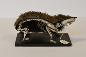 Side image of hedgehog, displaying skeletal structure. 