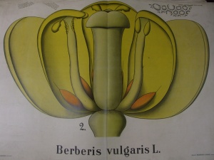 Botany Lithographs 458