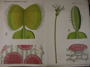 Botany Lithographs 460
